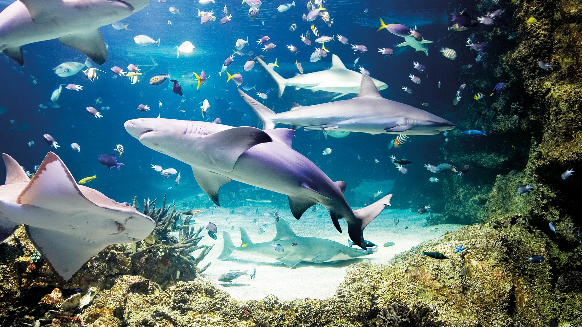 SeaLife Creatures