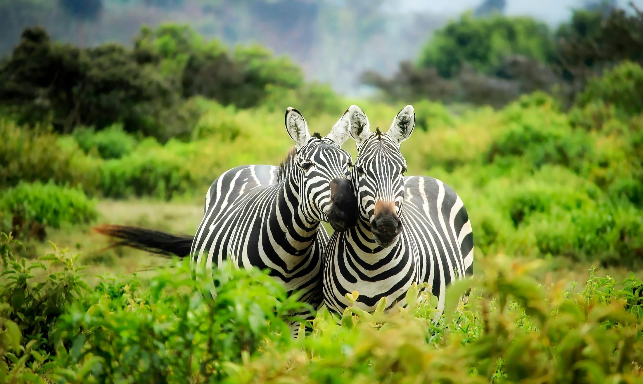 WildLife Animal